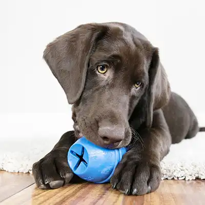 Nyheder til hunde